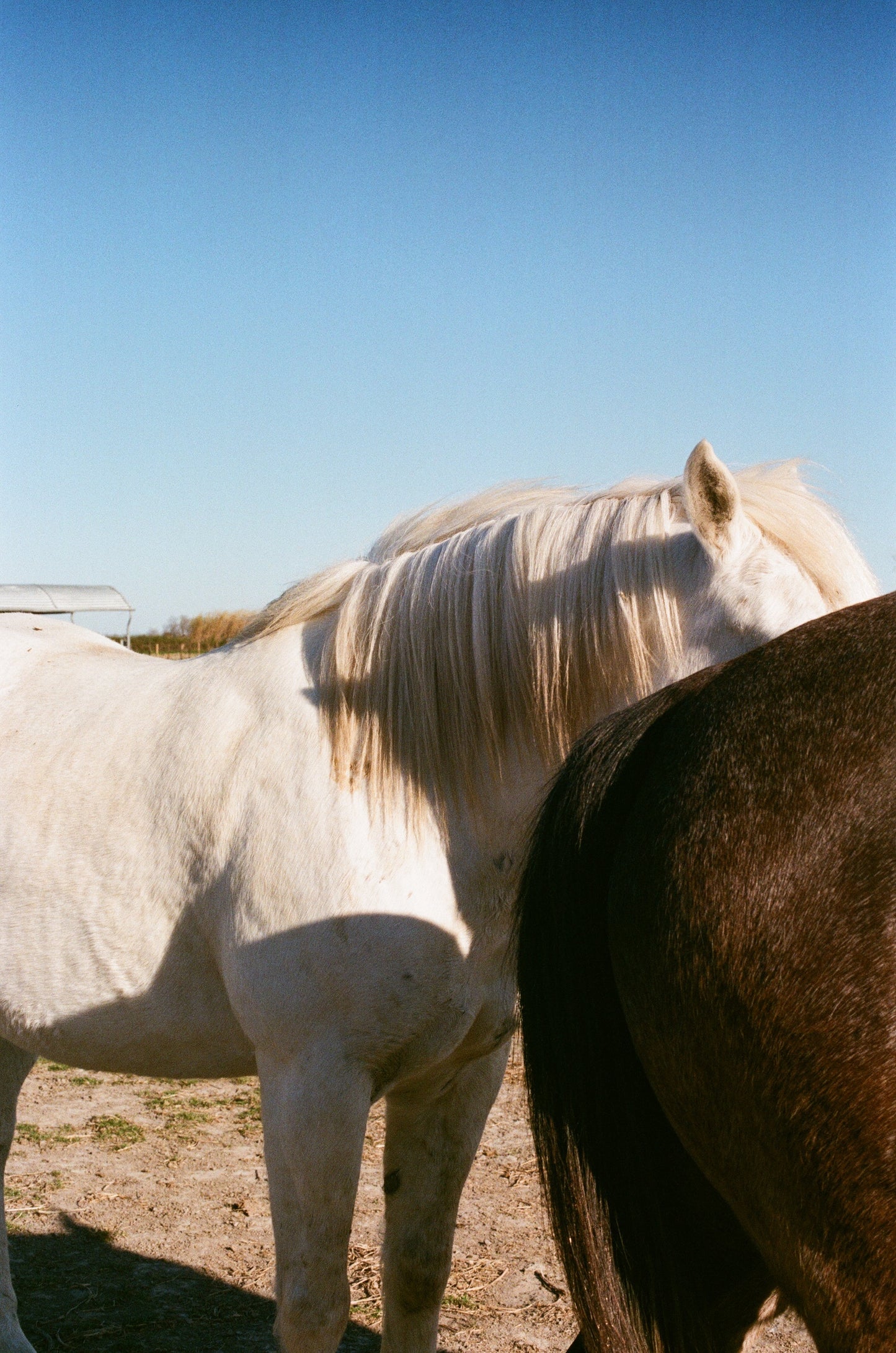 Tirage d'art - Arles-Camargue - Les chevaux