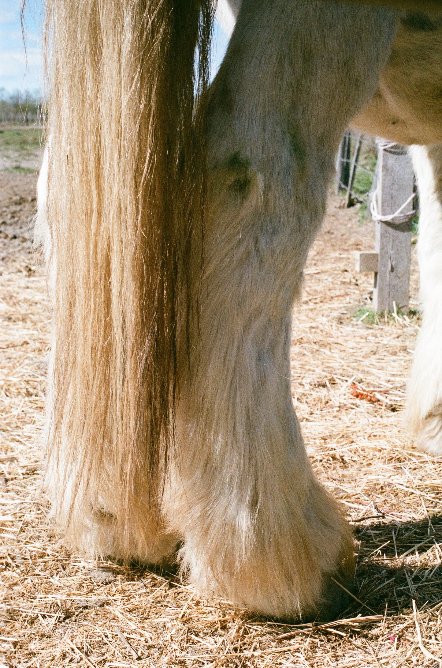 Tirage d'art - Arles-Camargue - Les sabots