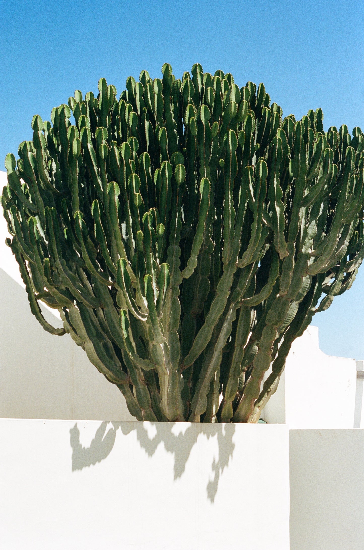 Tirage d'art - Lanzarote - Le cactus