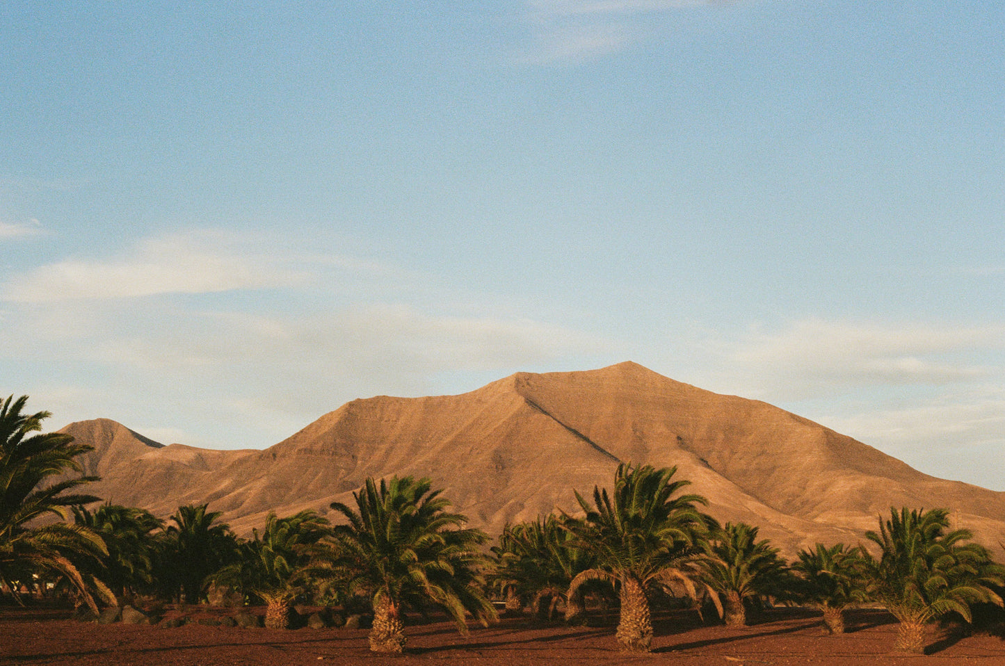 Tirage d'art - Lanzarote - Palmiers