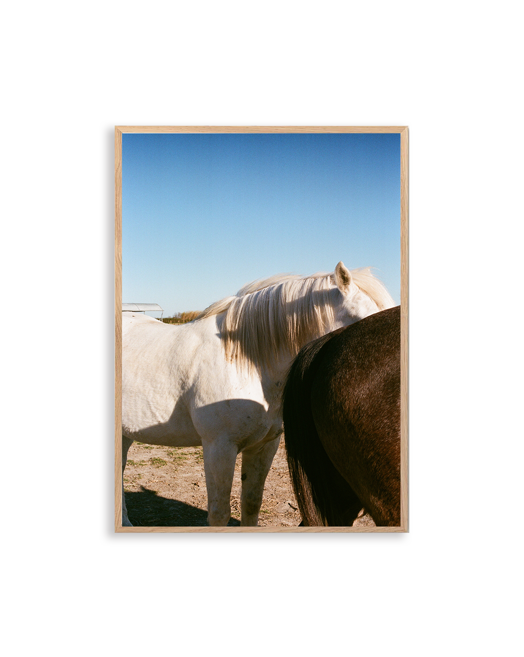 Tirage d'art - Arles-Camargue - Les chevaux